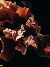 Load image into Gallery viewer, Mermaid. natural perfume. seaweed, frangipani, neroli, resins, amber, vanilla madagascar. June 2023
