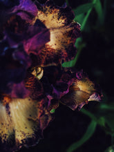 Load image into Gallery viewer, New Orleans. natural perfume. humid honeysuckle. glossy magnolia. cedarwood + soil. July 2024