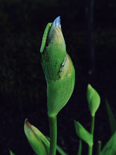 Load image into Gallery viewer, Wyrd. natural perfume. eerie forest, dirt-flecked beast swaying by your side. August 2023