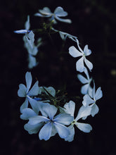 Load image into Gallery viewer, Dreams. natural perfume. earthy, mystical cloud swollen with violet energy. December 2022