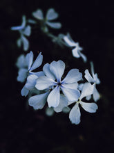 Load image into Gallery viewer, Dreams. natural perfume. earthy, mystical cloud swollen with violet energy. December 2022
