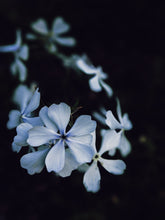 Load image into Gallery viewer, Dreams. natural perfume. earthy, mystical cloud swollen with violet energy. December 2022