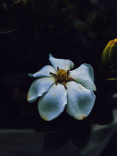 Load image into Gallery viewer, Queen of Mars. enfleurage perfume. fur bikini, musky white flower surf at the blue hour. July 2021