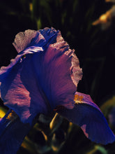 Load image into Gallery viewer, New Orleans. natural perfume. humid honeysuckle. glossy magnolia. cedarwood + soil. July 2024