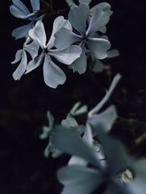 Load image into Gallery viewer, Dreams. natural perfume. earthy, mystical cloud swollen with violet energy. December 2022