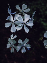Load image into Gallery viewer, Dreams. natural perfume. earthy, mystical cloud swollen with violet energy. December 2022