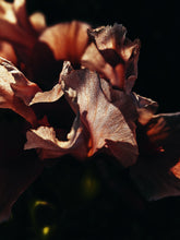 Load image into Gallery viewer, Mermaid. natural perfume. seaweed, frangipani, neroli, resins, amber, vanilla madagascar. June 2023