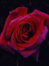 Load image into Gallery viewer, Red Riding Hood. natural perfume. fir jam and rosy oud. January 2023