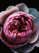 Load image into Gallery viewer, Bluebeard's Wife. natural perfume. saffron powder, peaches, roses, frangipani & ylang. January 2023