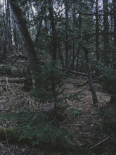 Load image into Gallery viewer, Deep Forest. natural cologne. foraged evergreens. January 2024