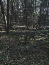 Load image into Gallery viewer, Deep Forest. natural cologne. foraged evergreens. January 2024