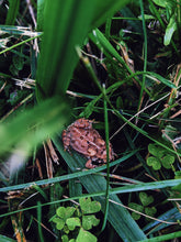 Load image into Gallery viewer, Deep Forest. natural cologne. foraged evergreens. January 2024