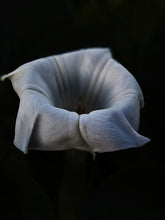 Load image into Gallery viewer, Queen. natural perfume. magnolia carrot cake musk. December 2024