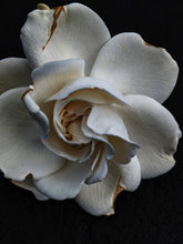 Load image into Gallery viewer, Gardenia and Aged Patchouli Enfleurage.