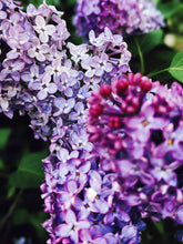 Load image into Gallery viewer, Allerleirauh. lilac enfleurage perfume with apricot, oakmoss, damask rose and white cedar. July 2023