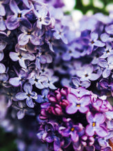 Load image into Gallery viewer, Allerleirauh. lilac enfleurage perfume with apricot, oakmoss, damask rose and white cedar. July 2023