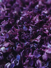 Load image into Gallery viewer, Allerleirauh. lilac enfleurage perfume with apricot, oakmoss, damask rose and white cedar. July 2023