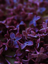 Load image into Gallery viewer, Allerleirauh. lilac enfleurage perfume with apricot, oakmoss, damask rose and white cedar. July 2023