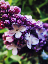 Load image into Gallery viewer, Allerleirauh. lilac enfleurage perfume with apricot, oakmoss, damask rose and white cedar. July 2023