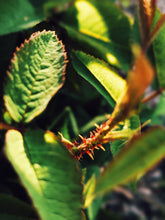 Load image into Gallery viewer, Briar Rose. natural perfume. rose thorn honey. honey blossom rose. orange honeysuckle. June 2025