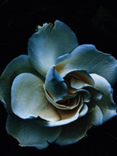 Load image into Gallery viewer, Star ♒︎ natural tarot perfume. handmade gardenia jasminoides extrait, musk, orris, black figs. February 2023