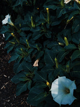 Load image into Gallery viewer, Death ♏︎ natural tarot perfume. a hollow smell. shivering herbs, neglected frankincense, cold fire. November 2022