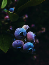 Load image into Gallery viewer, Amethyst. natural perfume. lavender, lilac and violet synaesthesia. September 2024