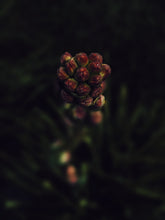 Load image into Gallery viewer, Taurus ♉︎ natural perfume. poppy red citrus, florals, dark resin, pipe smoke. May 2023