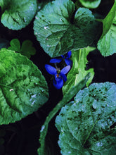 Load image into Gallery viewer, Violet Santal. natural perfume. unabashed sandalwood smoothed by violet leaves. July 2025