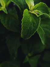 Load image into Gallery viewer, Doppelgänger. botanical cologne. spicy, green, fresh. wet grass, cut herbs. December 2022