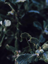 Load image into Gallery viewer, Death ♏︎ natural tarot perfume. a hollow smell. shivering herbs, neglected frankincense, cold fire. November 2022