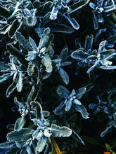 Load image into Gallery viewer, Death ♏︎ natural tarot perfume. a hollow smell. shivering herbs, neglected frankincense, cold fire. November 2022