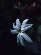 Load image into Gallery viewer, Rapunzel. natural perfume. towering golden sandalwood tresses, jasmine and ylang. July 2025