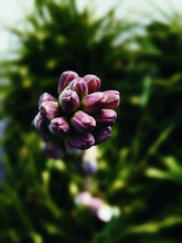 Load image into Gallery viewer, Luau. natural perfume. tuberose, plumeria, coconuts, ripe melons, gentle savory smoke. March 2025
