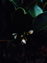 Load image into Gallery viewer, Coven. natural perfume. peppery herbs, incense, moss, tonka, osmanthus. April 2023