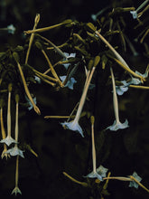 Load image into Gallery viewer, Hecate. natural perfume. heady, powerful smoke, herbs, amber, cedar. December 2024