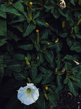 Load image into Gallery viewer, Coven. natural perfume. peppery herbs, incense, moss, tonka, osmanthus. April 2023