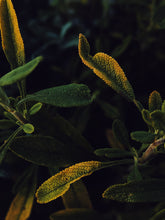 Load image into Gallery viewer, Coven. natural perfume. peppery herbs, incense, moss, tonka, osmanthus. April 2023