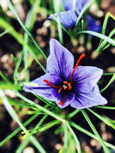 Load image into Gallery viewer, Gardenia, Saffron and Hunza Raisin Enfleurage.