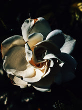 Load image into Gallery viewer, Gardenia and Aged Patchouli Enfleurage.