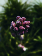 Load image into Gallery viewer, Velvet. natural perfume. nap of dark crushed velvet petals, iris ink. November 2022