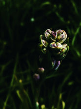 Load image into Gallery viewer, Luau. natural perfume. tuberose, plumeria, coconuts, ripe melons, gentle savory smoke. March 2025