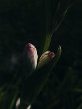 Load image into Gallery viewer, Luau. natural perfume. tuberose, plumeria, coconuts, ripe melons, gentle savory smoke. March 2025