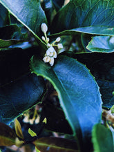 Load image into Gallery viewer, Osmanthus Enfleurage.
