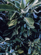 Load image into Gallery viewer, Big Sur. natural perfume. douglas fir, seaweed, palo santo, salvia apiana, orange groves. June 2023
