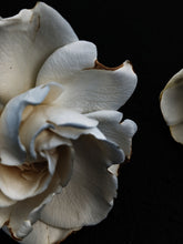 Load image into Gallery viewer, Southern Gothic. enfleurage perfume. florid, haunted. October 2023