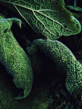Load image into Gallery viewer, Huntress. natural perfume. wild herb garden, giant trees, green woods, wet earth. June 2023