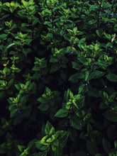 Load image into Gallery viewer, Huntress. natural perfume. wild herb garden, giant trees, green woods, wet earth. June 2023