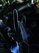 Load image into Gallery viewer, Big Sur. natural perfume. douglas fir, seaweed, palo santo, salvia apiana, orange groves. June 2023