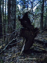 Load image into Gallery viewer, Beast. natural cologne. rugged and wild. thick white cedar, oud, black spruce butter. April 2023